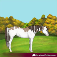 Horse Color:White Spotted Classic Champagne Splash 