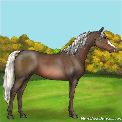 Horse Color:Liver Chestnut Mushroom 