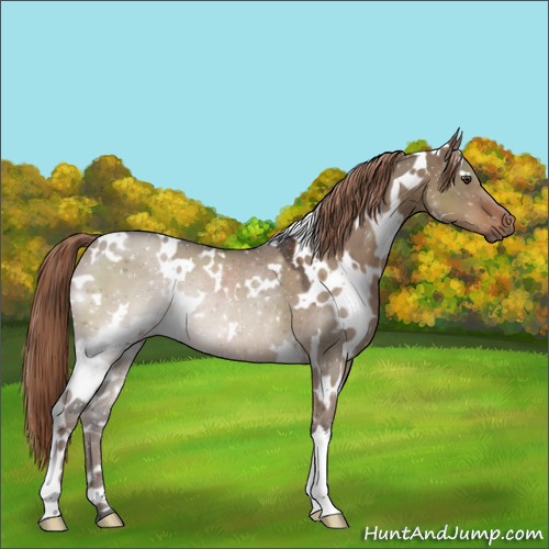 Horse Color:White Spotted Liver Red Dun Rabicano 