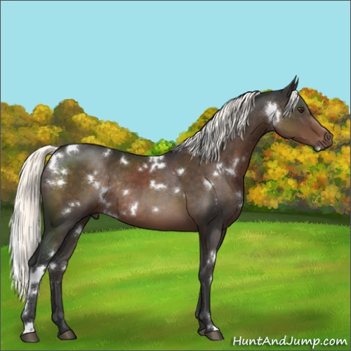Horse Color:White Spotted Liver Chestnut Mushroom Rabicano 