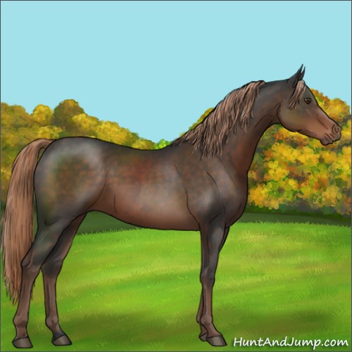 Horse Color:Liver Chestnut Sabino Rabicano 