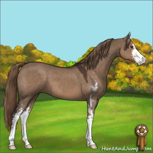 Horse Color:Liver Red Dun Sabino 