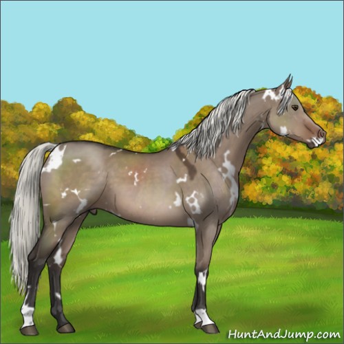 Horse Color:White Spotted Liver Red Dun Mushroom 
