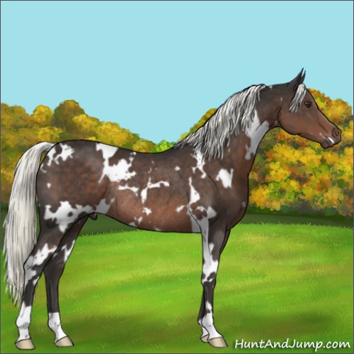 Horse Color:White Spotted Liver Chestnut Mushroom Rabicano 