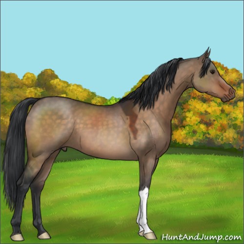 Horse Color:Brown Dun 