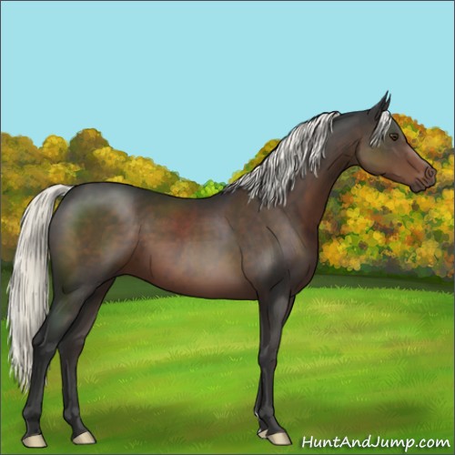 Horse Color:Liver Chestnut Mushroom 