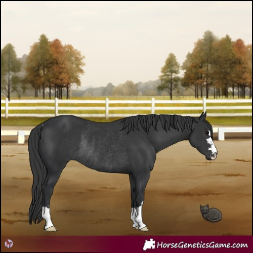 Horse Color:Black Rabicano 