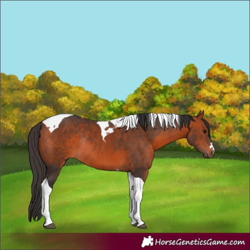 Horse Color:Bay Tobiano Rabicano 