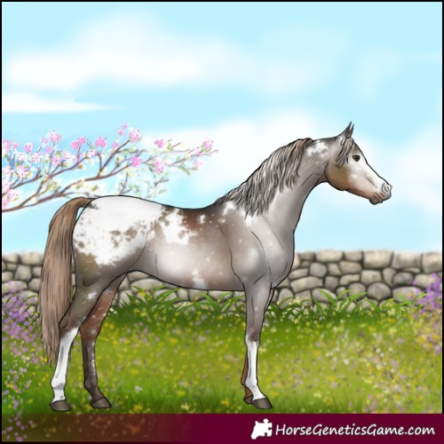 Horse Color:Gray White Spotted Liver Chestnut Snowflake VarnishRabicano