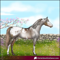 Horse Color:Gray White Spotted Liver Chestnut Snowflake VarnishRabicano 