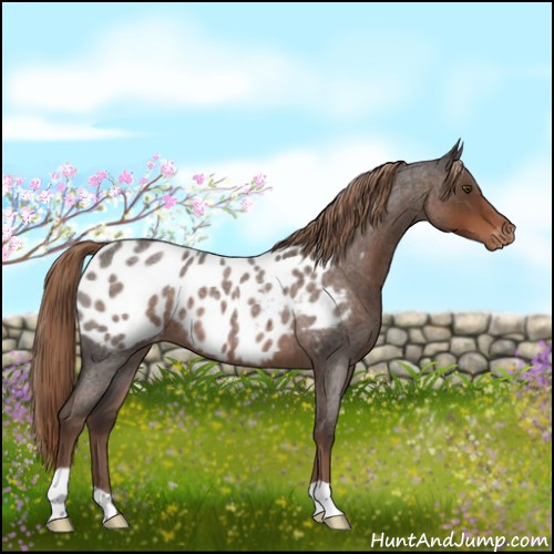Horse Color:Liver Red Roan Appaloosa 
