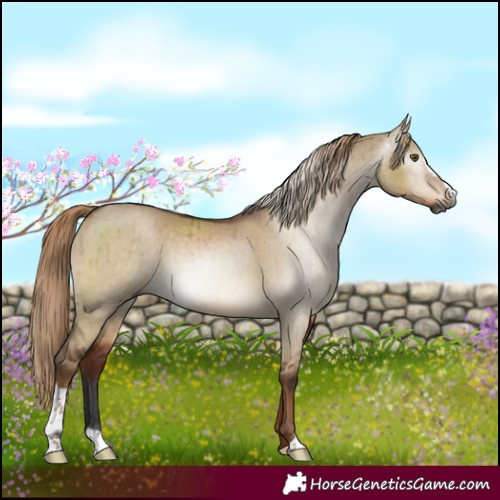Horse Color:Gray Liver Red Dun Sabino Rabicano Brindle 