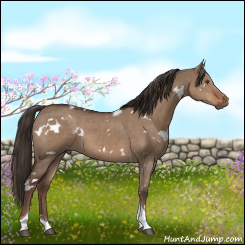 Horse Color:White Spotted Liver Red Dun Tobiano 