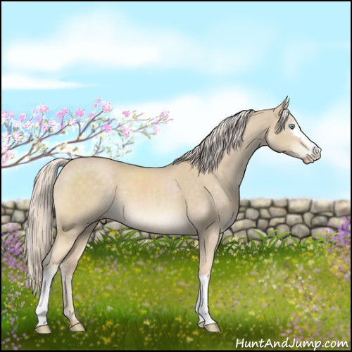 Horse Color:White Spotted Cremello Sabino 
