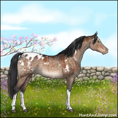 Horse Color:White Spotted Brown Dun Tobiano Appaloosa Rabicano Brindle 