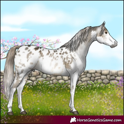 Horse Color:Gray White Spotted Chocolate Palomino Mushroom Splash Appaloosa 