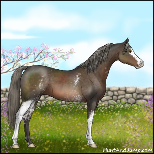 Horse Color:White Spotted Liver Chestnut Mushroom Sabino 