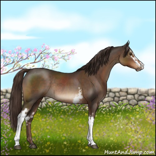 Horse Color:White Spotted Liver Chestnut Sabino Rabicano 