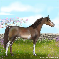 Horse Color:White Spotted Liver Chestnut Sabino Rabicano 