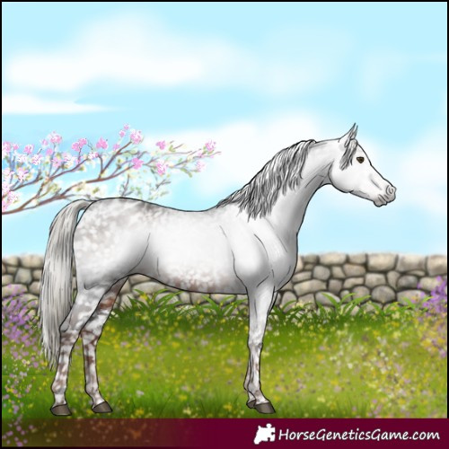 Horse Color:Gray White Spotted Liver Chestnut Mushroom Appaloosa Rabicano 