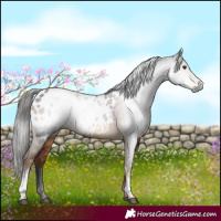 Horse Color:Gray White Spotted Liver Chestnut Blanket 