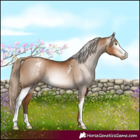 Horse Color:Gray White Spotted Liver Chestnut Pearl Blanket 