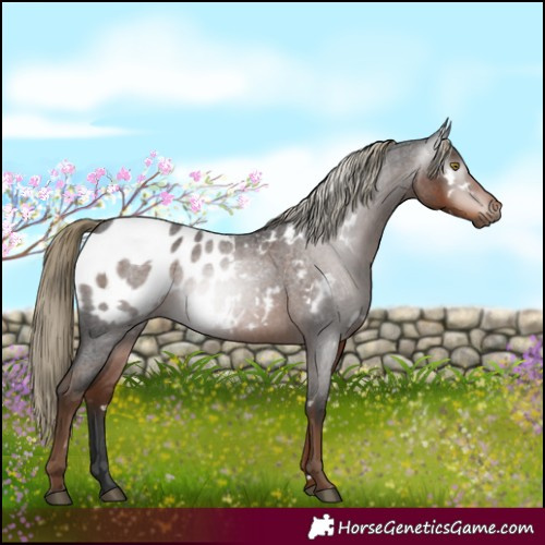 Horse Color:Gray White Spotted Liver Red Roan Mushroom Appaloosa Rabicano 