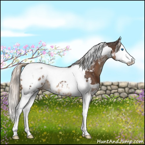 Horse Color:White Spotted Liver Chestnut Splash Tobiano Appaloosa 