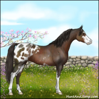 Horse Color:Liver Chestnut Sabino Blanket 