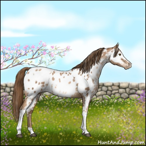 Horse Color:White Spotted Liver Chestnut Pearl Near Leopard