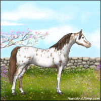 Horse Color:White Spotted Liver Chestnut Pearl Near Leopard 