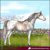 Horse Color:Gray White Spotted Liver Chestnut Pearl Splash Blanket Rabicano 