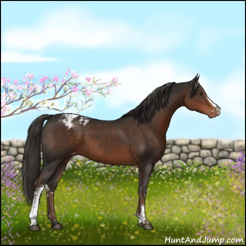 Horse Color:White Spotted Liver Chestnut Appaloosa Rabicano 