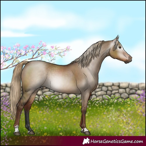 Horse Color:Gray Liver Red Dun Sabino Rabicano 