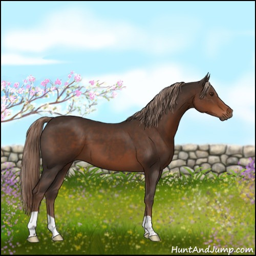 Horse Color:Liver Chestnut 