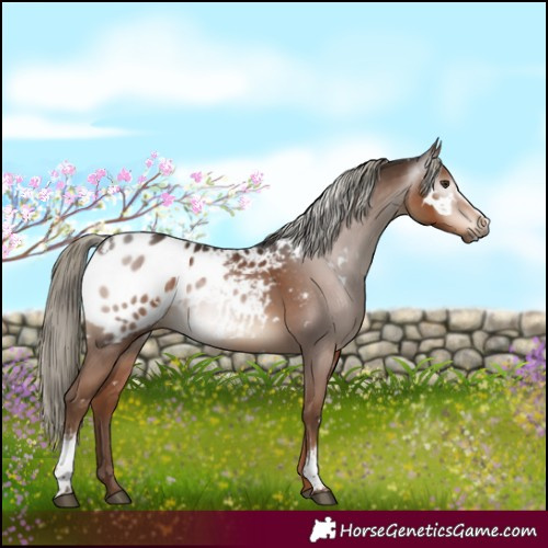 Horse Color:Gray White Spotted Liver Chestnut Mushroom Appaloosa 