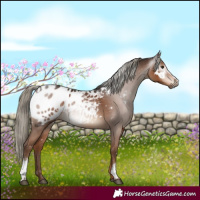 Horse Color:Gray White Spotted Liver Chestnut Mushroom Appaloosa 