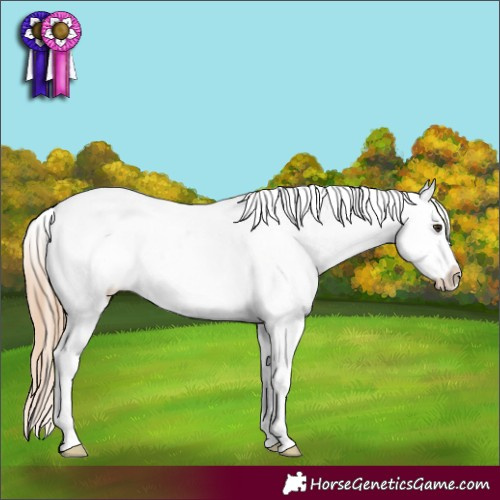 Horse Color:Red Dun Roan Splash Appaloosa 