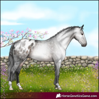 Horse Color:Gray Brown Appaloosa 