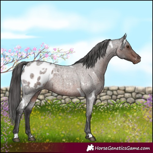 Horse Color:White Spotted Liver Red Roan Blanket Rabicano 