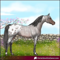 Horse Color:White Spotted Liver Red Roan Blanket Rabicano 