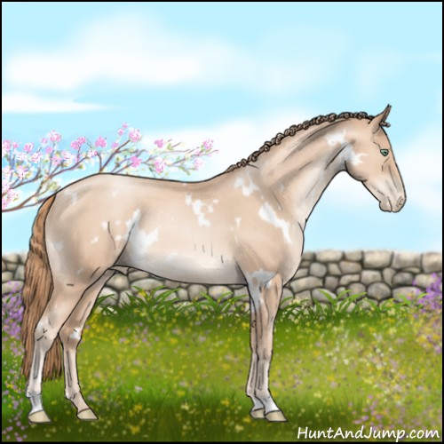 Horse Color:White Spotted Gold Champagne Pearl Rabicano 