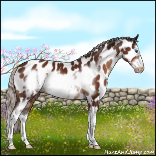 Horse Color:White Spotted Silver Brown Sabino Splash Frame Appaloosa 