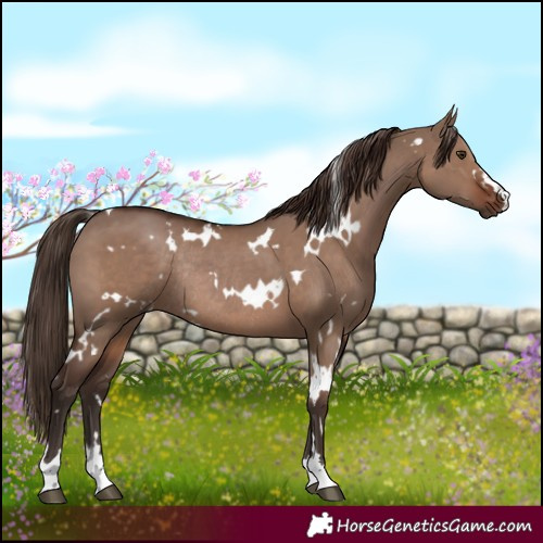 Horse Color:White Spotted Liver Red Dun Rabicano