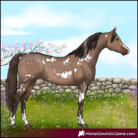 Horse Color:White Spotted Liver Red Dun Rabicano 