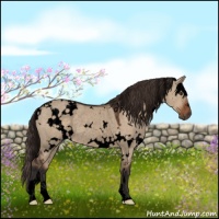 Horse Color:Void White Spotted Liver Red Dun Rabicano 