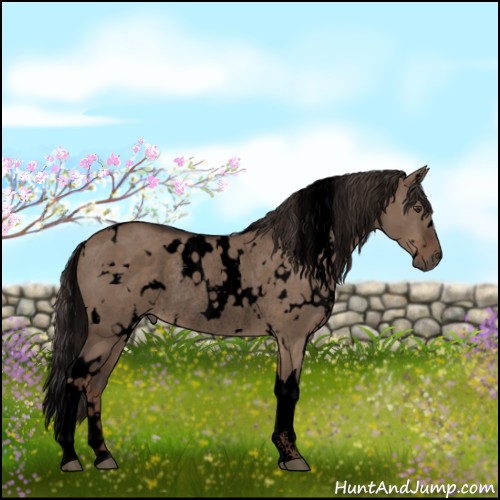 Horse Color:Void White Spotted Liver Red Dun Rabicano 