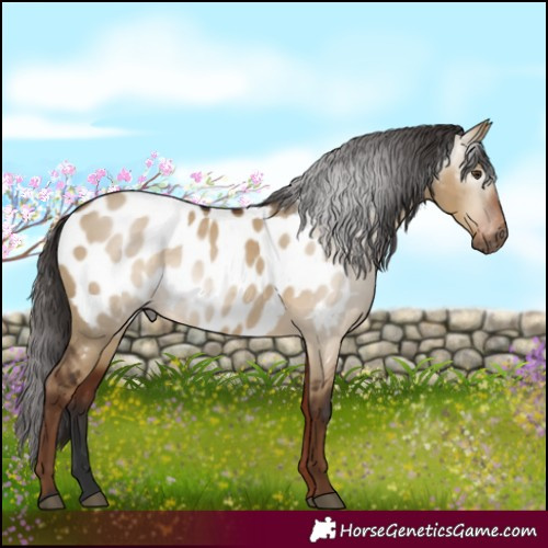 Horse Color:Gray Liver Red Dun Appaloosa Rabicano 