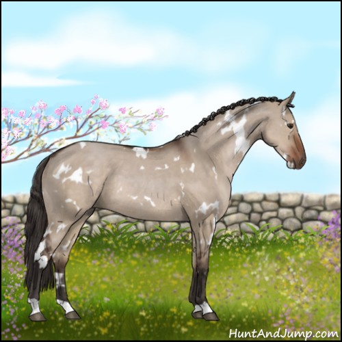 Horse Color:White Spotted Liver Red Dun Rabicano 