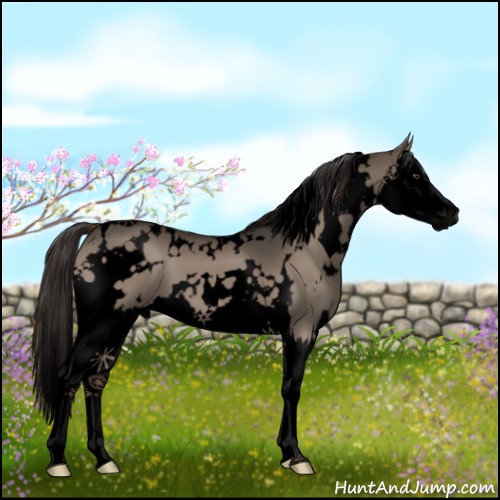 Horse Color:Void White Spotted Liver Red Dun Splash 